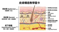 皮膚構造教學圖卡