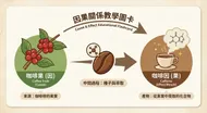咖啡因果關係教學圖卡