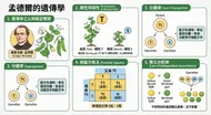 孟德爾遺傳學：豌豆實驗與定律