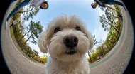 可愛狗狗的超廣角視角
