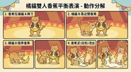 橘貓雙人香蕉平衡表演