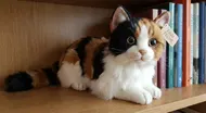 書架上的仿真三花貓