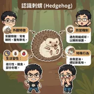 認識刺蝟：可愛小動物的全面指南