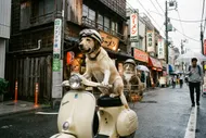 中信科大：黃金犬與貓咪的日本街頭之旅