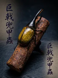 墨韻王者：巨戟兜甲蟲之巔