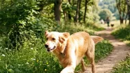 林間奔跑的黃金獵犬：活力瞬間