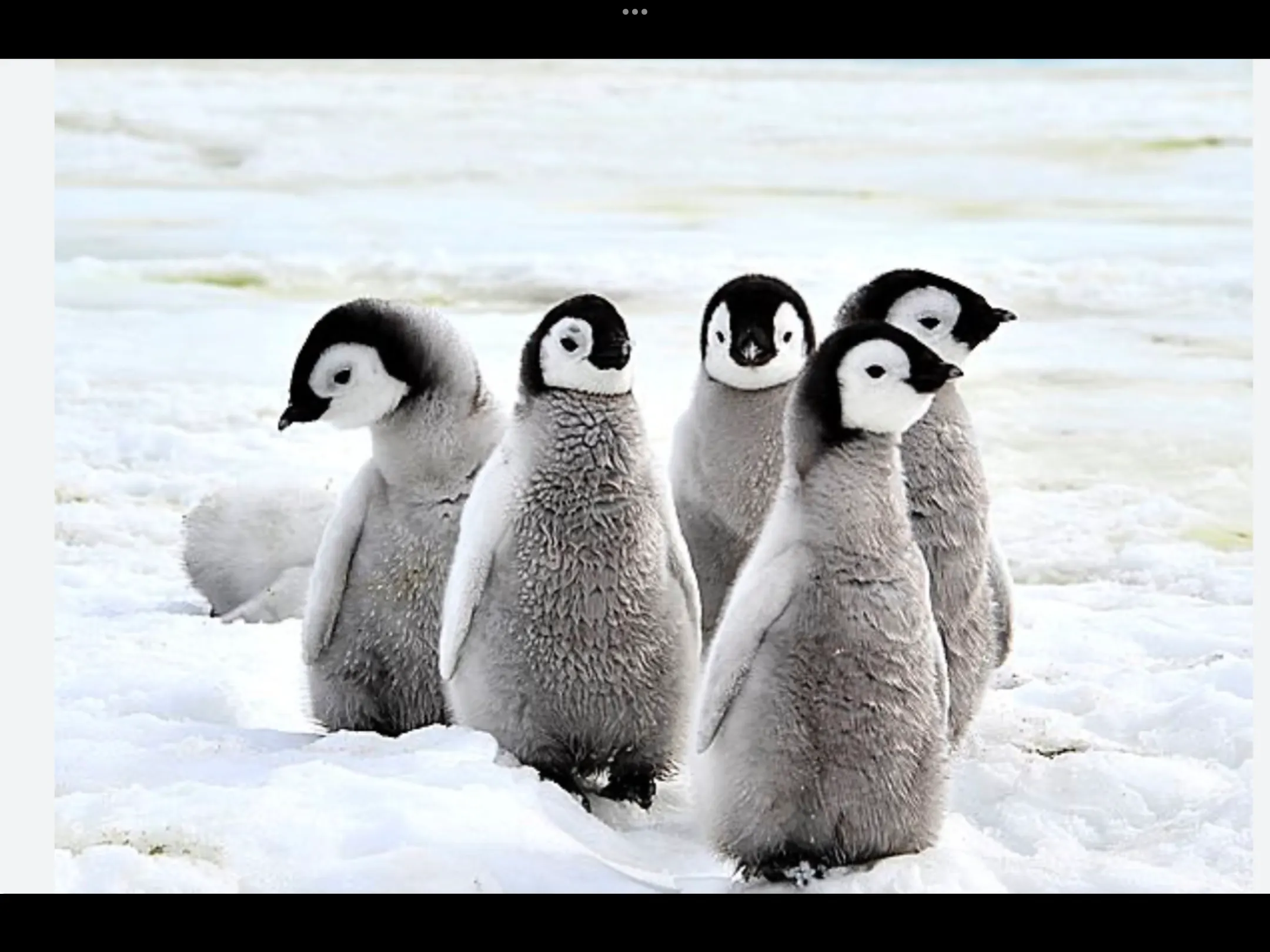 ふわふわペンギン家族の雪景色