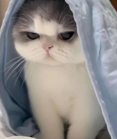 かわいいかわいい猫