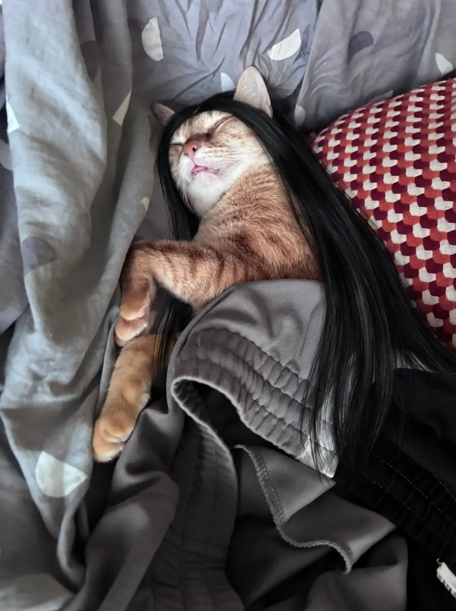 Sleeping Beauty Cat
