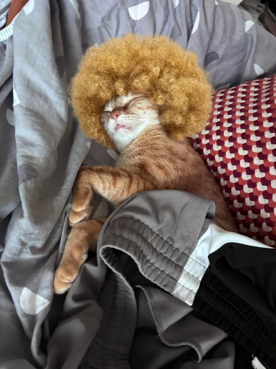 Groovy Ginger Nap