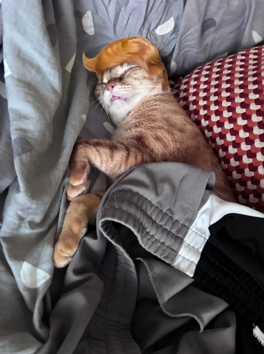 Sleeping Trump Cat